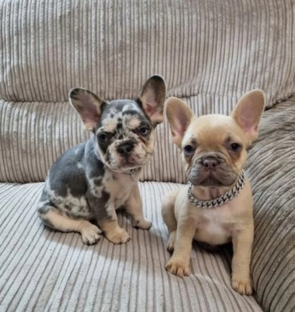 Frenchies pups for rehoming Image eClassifieds4u