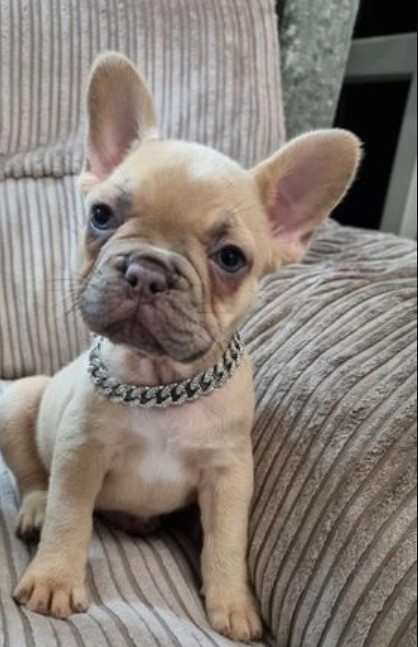 Frenchies pups for rehoming Image eClassifieds4u