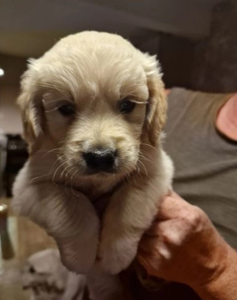 I have two male golden retrievers ready for their forever homes Image eClassifieds4u