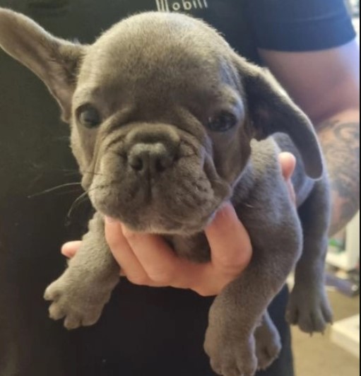 Testable: L4 / Fluffy / Coco & Cream / Micro Frenchies for sale Image eClassifieds4u