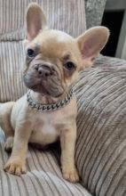 Adorable French Bulldog puppies available
