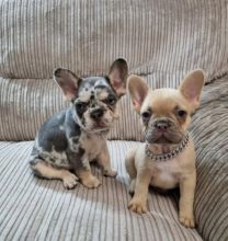 Frenchies pups for rehoming