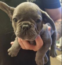 Testable: L4 / Fluffy / Coco & Cream / Micro Frenchies for sale