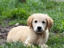 socialized KC Registered Golden Retriever Puppies