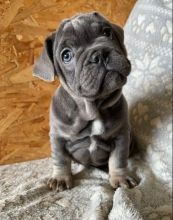 Stunning lilac and tan darker girl Frenchies