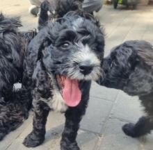 Affordable Portuguese Water Dog