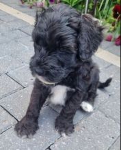 biddable Portuguese Waterdog puppies for rehoming