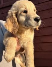 Bright two male golden retrievers ready