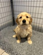 CUTE FRENCHIE READY TO REHOME FROM NOW