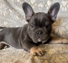 Fluffy Blue and Lilac Carrier Frenchie Puppies