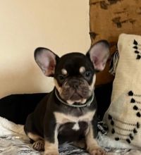 Fluffy Tan and Black Frenchies for rehoming