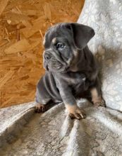 French bulldog puppies Blue&Tan Testable