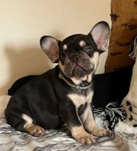 Gorgeous boys and girls Frenchies for sale
