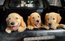 Kc Reg, Golden Retriever Puppies NEW VIDEOS