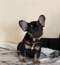 KC Reg gorgeous Frenchie Bulldog puppies