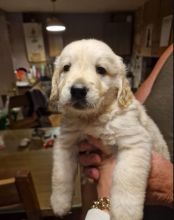 Pedigree Golden Retrievers pups for reming today