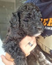 Portuguese Water Dog Puppies for sale
