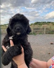 Rare Portuguese water puppies for sale