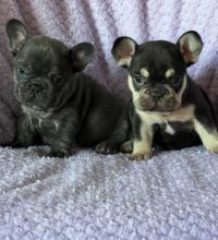 Ready to leave french bulldog puppies