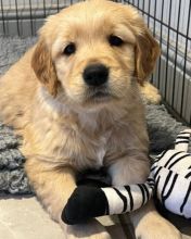 stunning Beautiful KC Golden Retriever’s