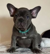 Sweet French Bulldog puppies available