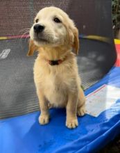 Sweet Retrievers Looking For Their Forever Homes.!