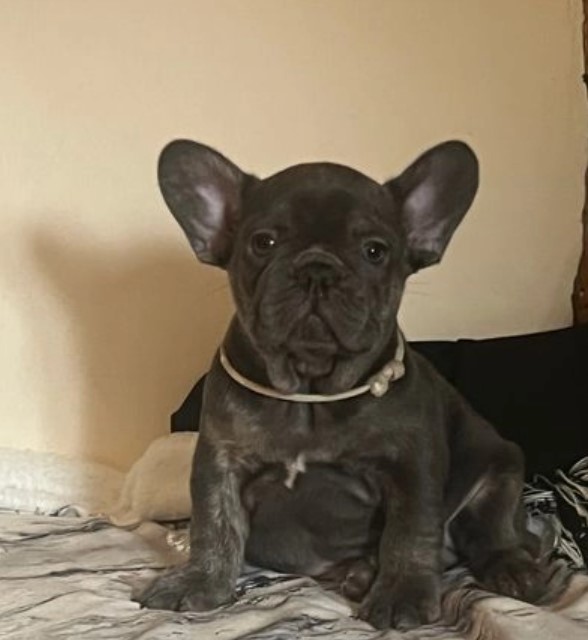 2 left gorgeous kc reg French Bulldog puppies Image eClassifieds4u