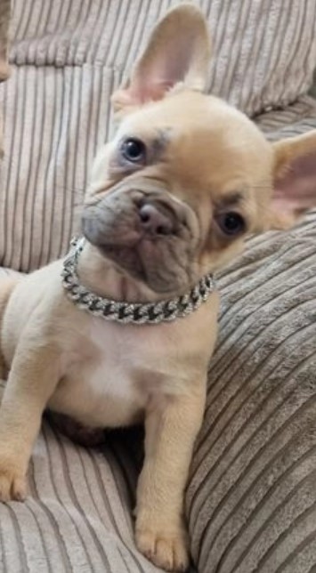 6 beautiful girls and boys Frenchies Image eClassifieds4u