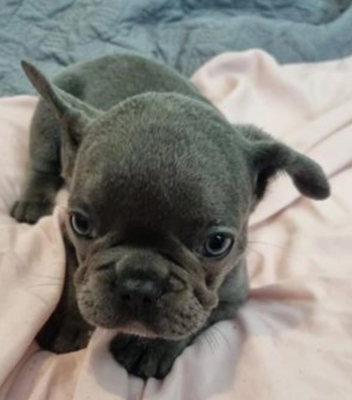 fluffy boy, 2 lilac and tan boys and 2 lilac and tan girls Image eClassifieds4u