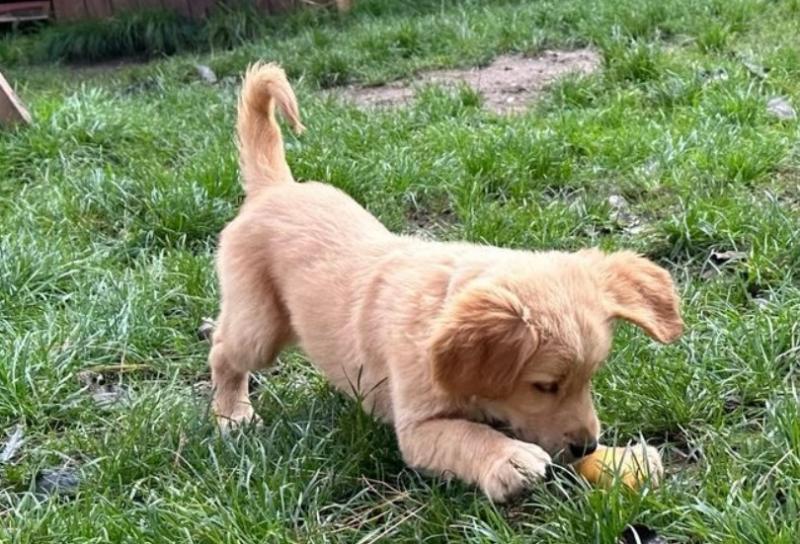 Fluffy boys and girls Looking For Their Forever Homes.! Image eClassifieds4u