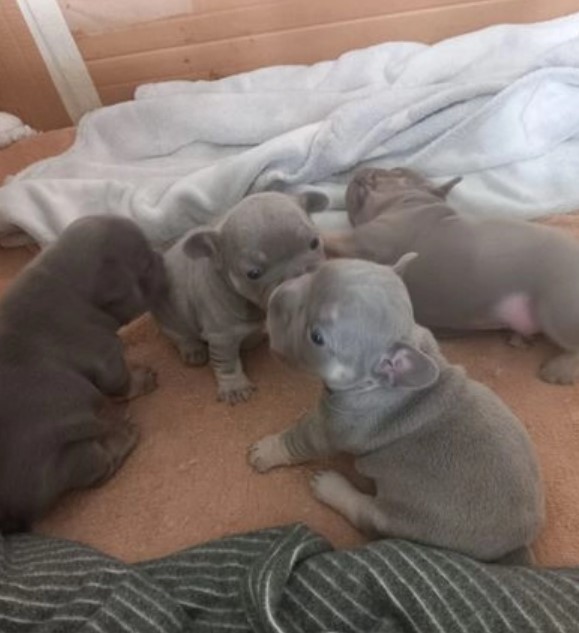 French bulldog puppies lilac and tan Image eClassifieds4u
