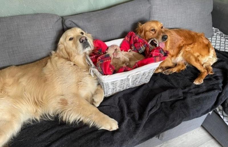 Golden Retrievers for sale Image eClassifieds4u