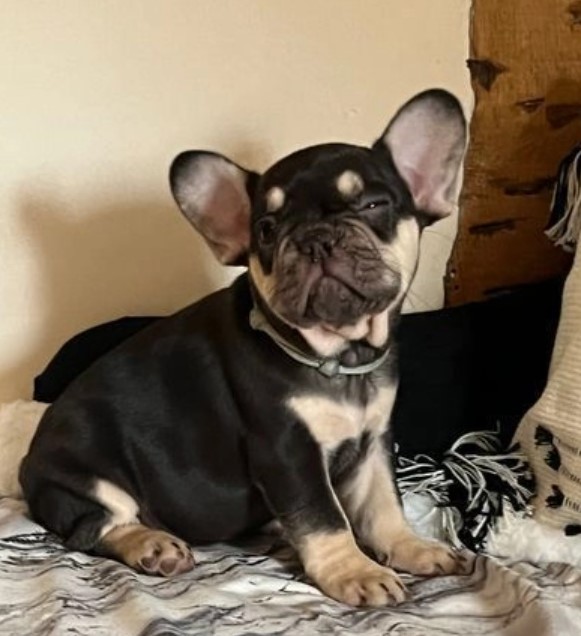 Gorgeous boys and girls Frenchies for sale Image eClassifieds4u