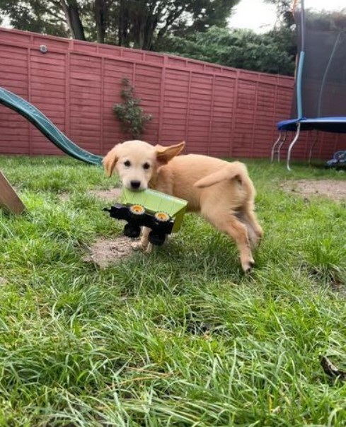 Healthy Golden Retriever puppies raised with children Image eClassifieds4u