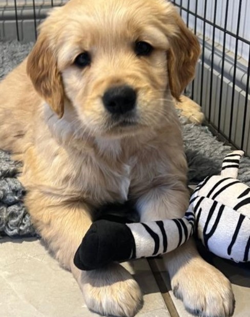 KC Reg Golden Retriever Pups Image eClassifieds4u