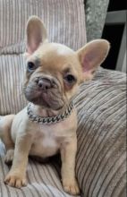 Frenchies pups for rehoming Image eClassifieds4u 2