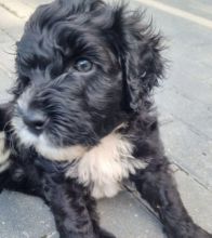 Easy to train Portuguese Water Dog Image eClassifieds4U