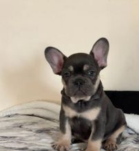 French bulldog puppies lilac and tan Image eClassifieds4u 2