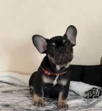 KC Reg gorgeous Frenchie Bulldog puppies Image eClassifieds4U