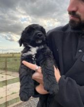 Rare Portuguese water puppies for sale Image eClassifieds4u 2