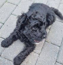 Unique Portuguese Water Dog Puppies Ready Image eClassifieds4U