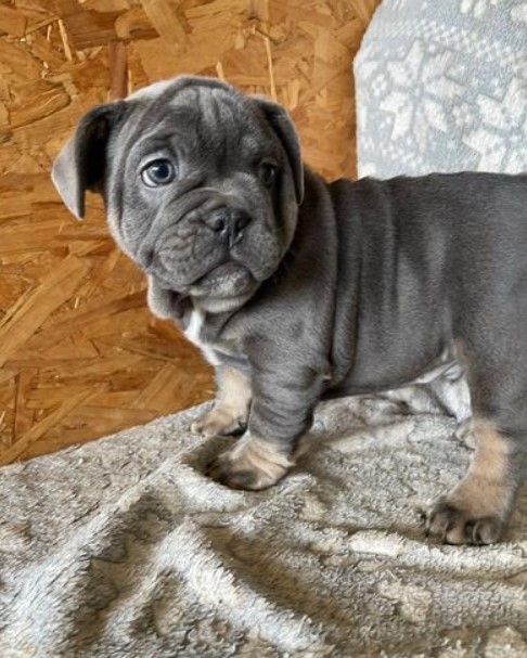 Our girl Lola gave birth to 4 lovely Frenchies Image eClassifieds4u