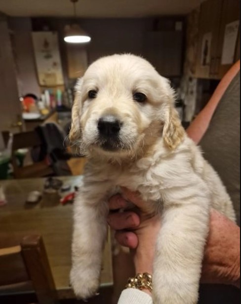 Pedigree Golden Retrievers pups for reming today Image eClassifieds4u