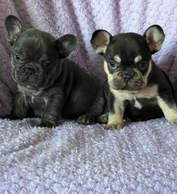 Ready to leave french bulldog puppies Image eClassifieds4u