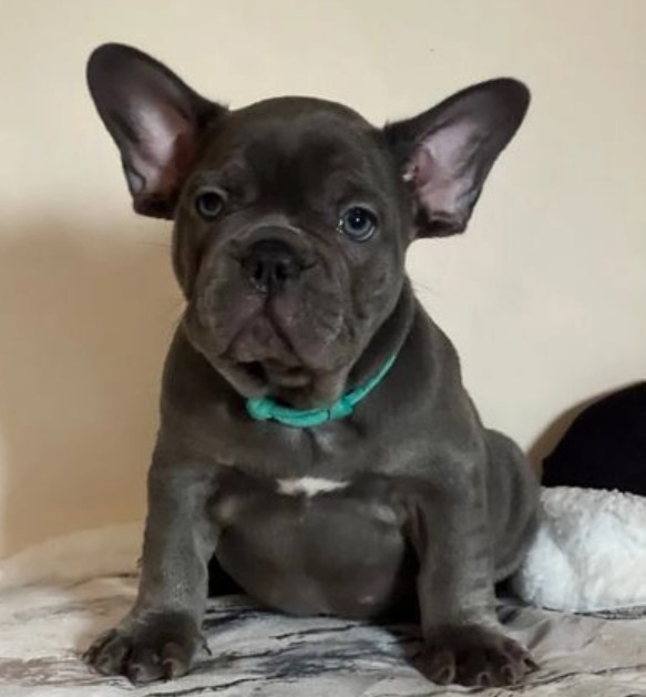 Sweet French Bulldog puppies available Image eClassifieds4u