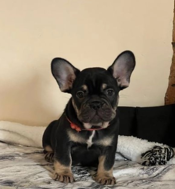 Sweet french bulldog puppies for sale Image eClassifieds4u