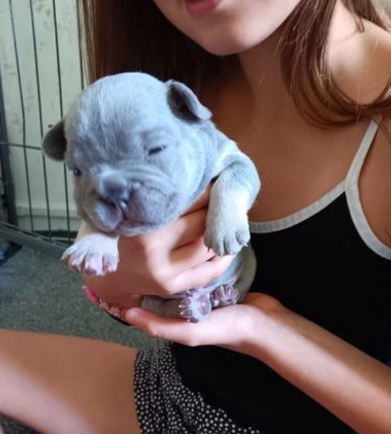 Sweet Cream/Tan (Blue eyes) French Bulldog puppies now available Image eClassifieds4u
