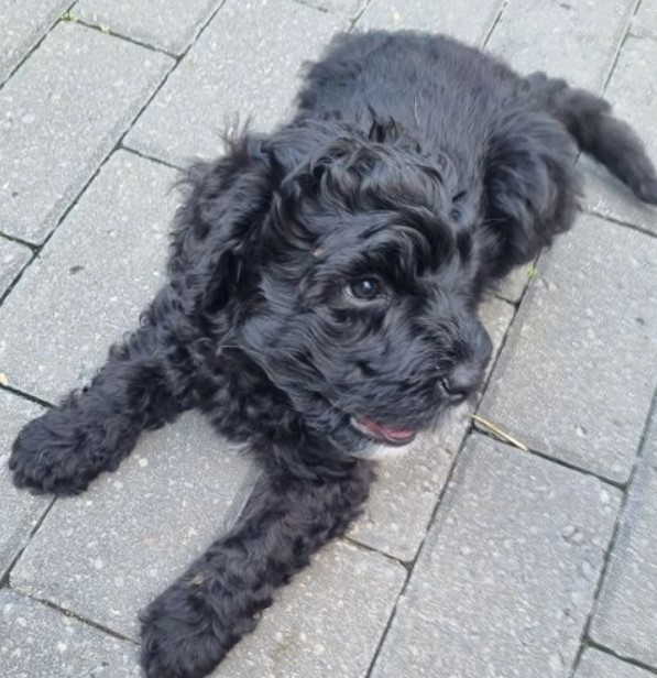 Unique Portuguese Water Dog Puppies Ready Image eClassifieds4u
