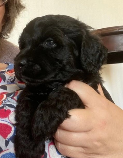 Well trained Portuguese Water Dog super-smart Image eClassifieds4u