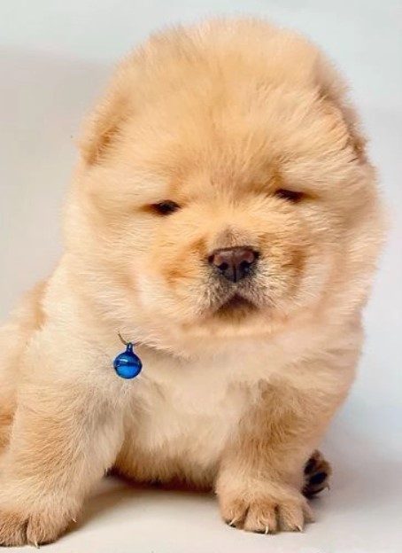 KC UNIQUE AND RARE QUALITY CHOW PUPPIES Image eClassifieds4u